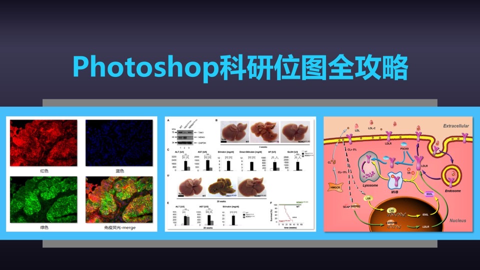 Photoshop科研位图全攻略-限时优惠